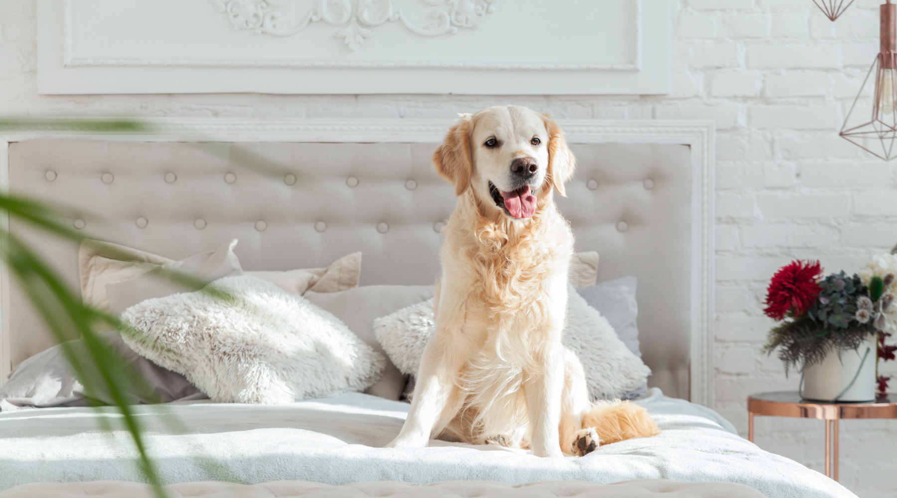 Is Diffusing Essential Oils Safe For Pets?