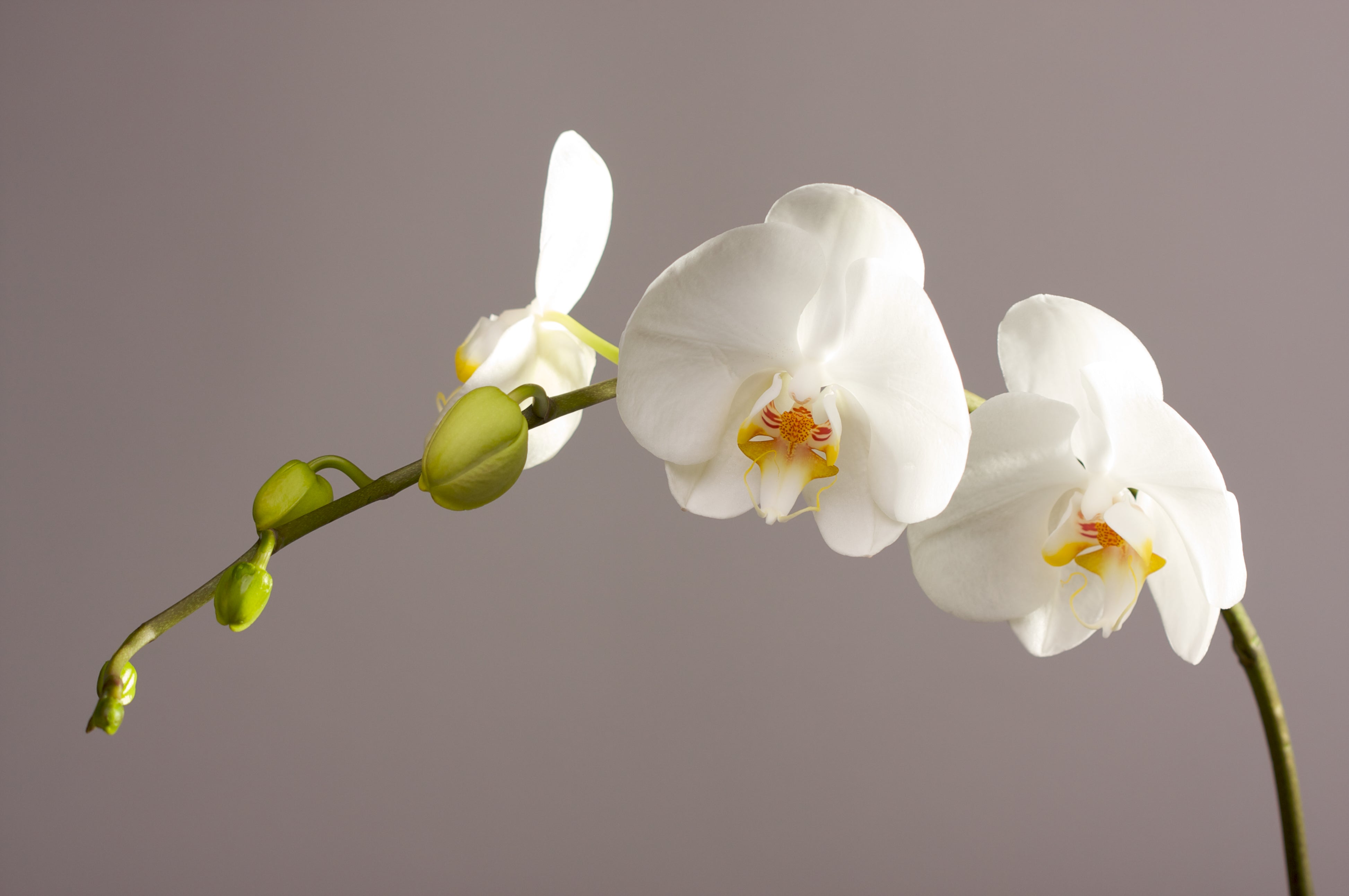 How to Find Your Scent, How To Find Your Perfect Scent