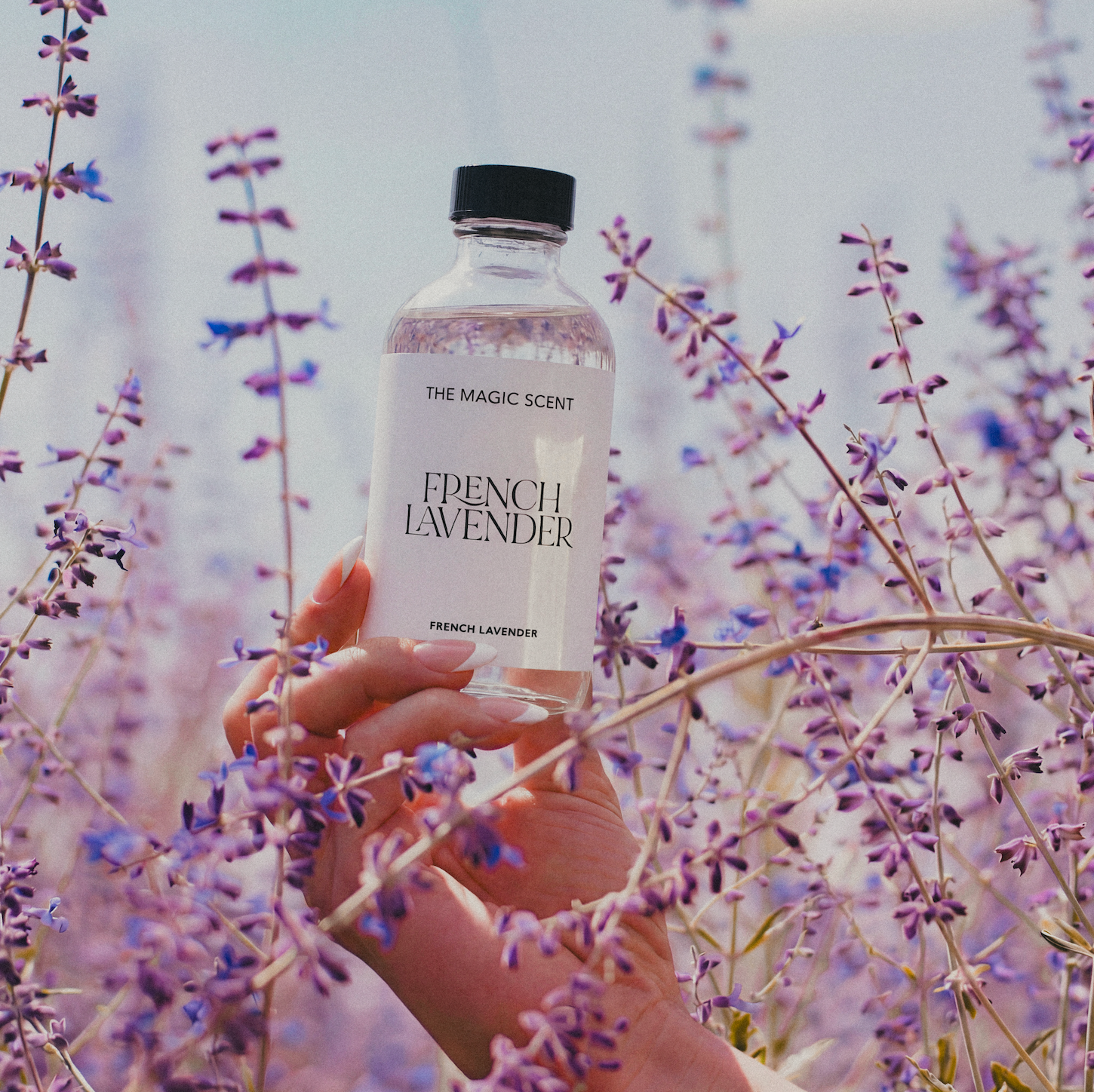 French Lavender